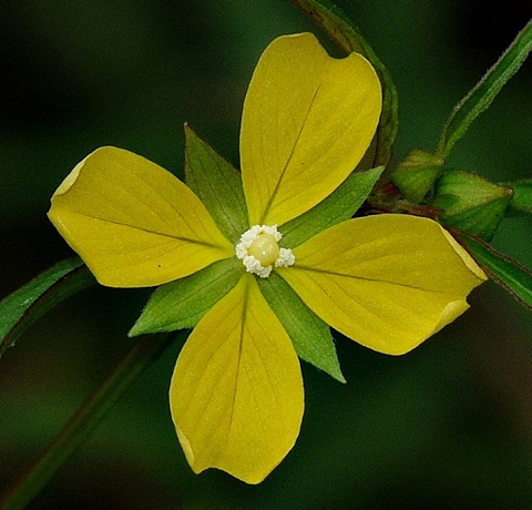 {Ludwigia octovalvis}